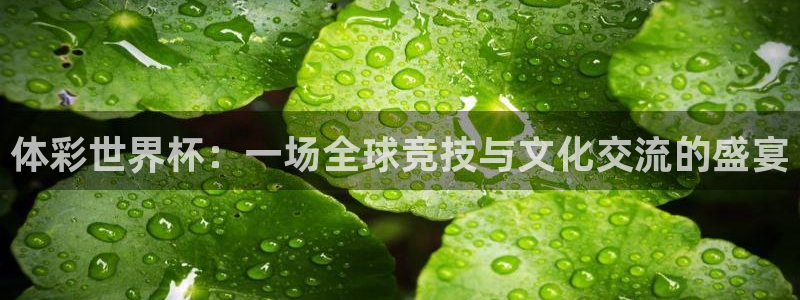 世界杯预赛赛程：体彩世界杯：一场全球竞技与文化交流的盛宴