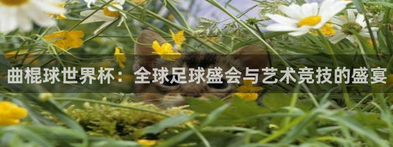 世界杯足球直播：曲棍球世界杯：全球足球盛会与艺术竞技的盛宴